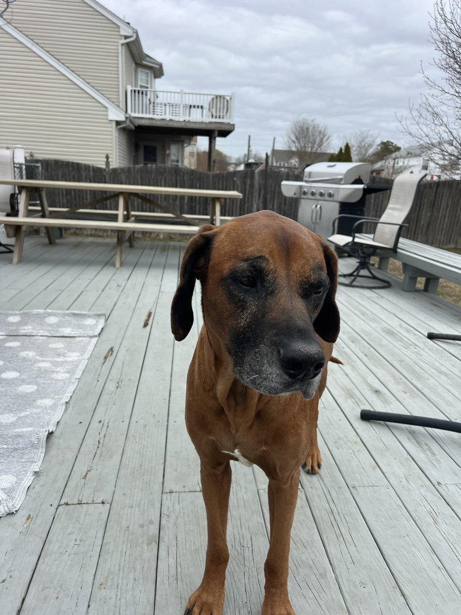 PawsAtHome's tweet image. Rolling out the new client #WelcomeWaggin for these sweet brothers❤️🐶🐾🥹