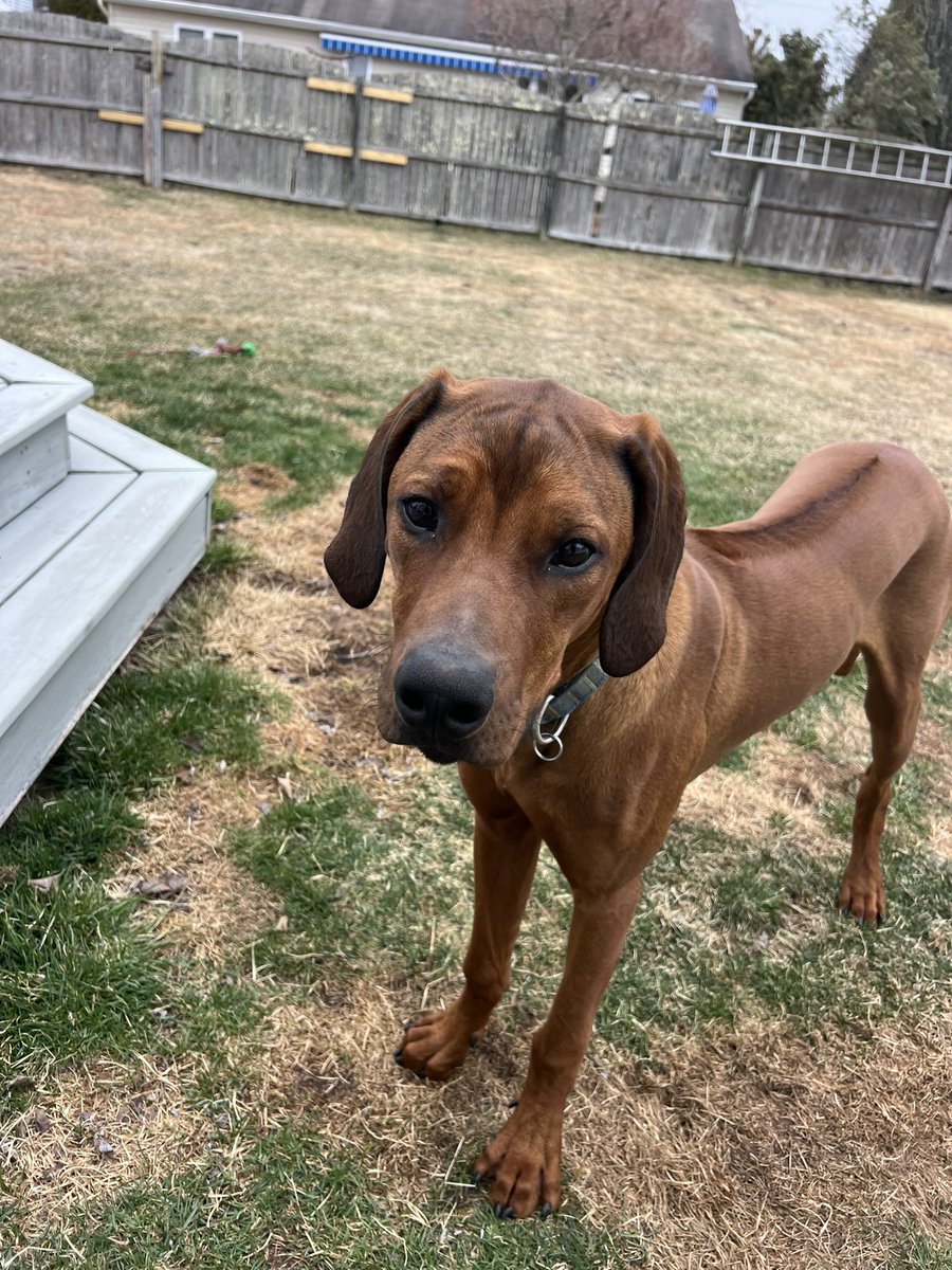 PawsAtHome's tweet image. Rolling out the new client #WelcomeWaggin for these sweet brothers❤️🐶🐾🥹