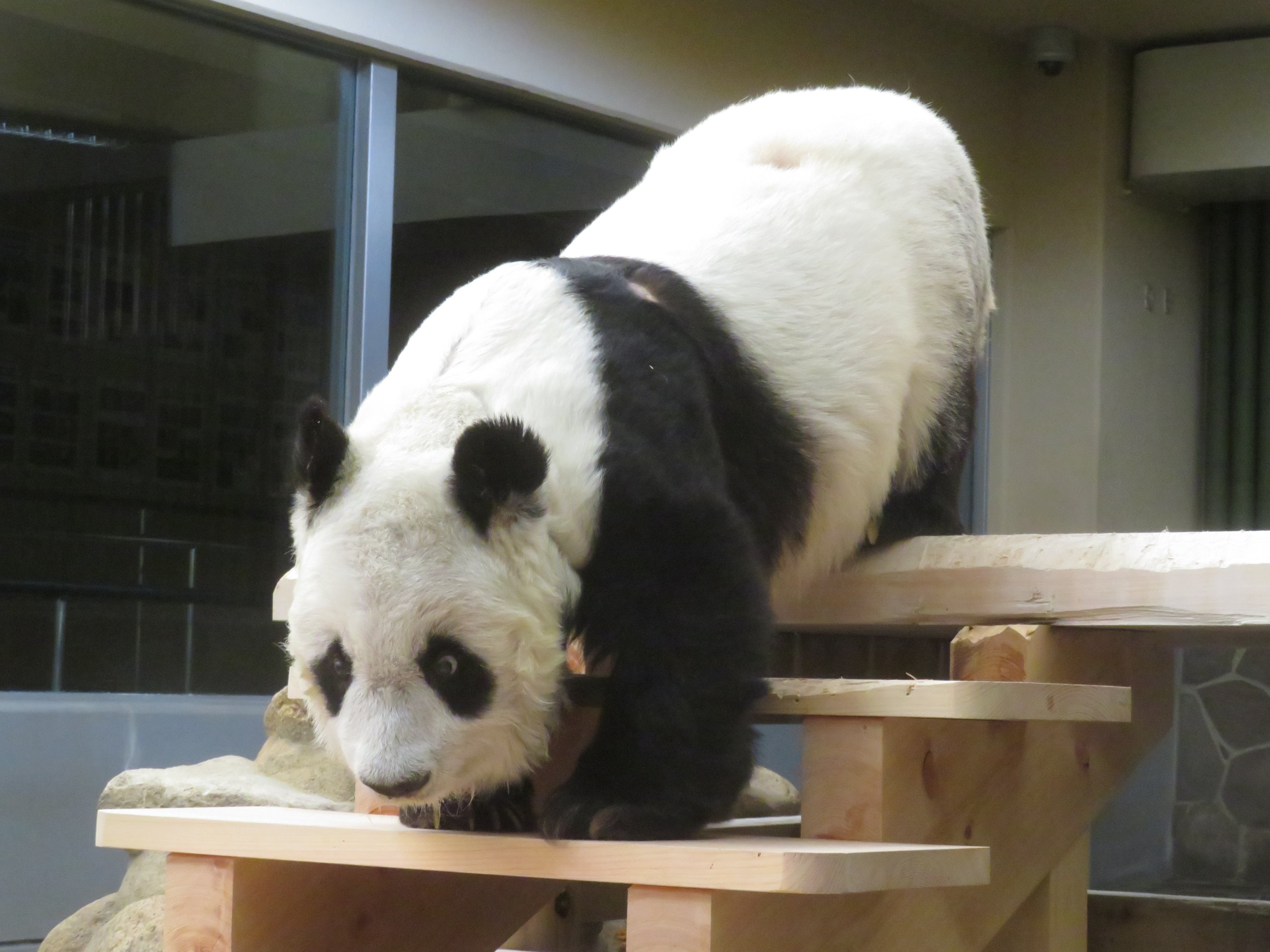 神戸市立王子動物園（公式） on X: 