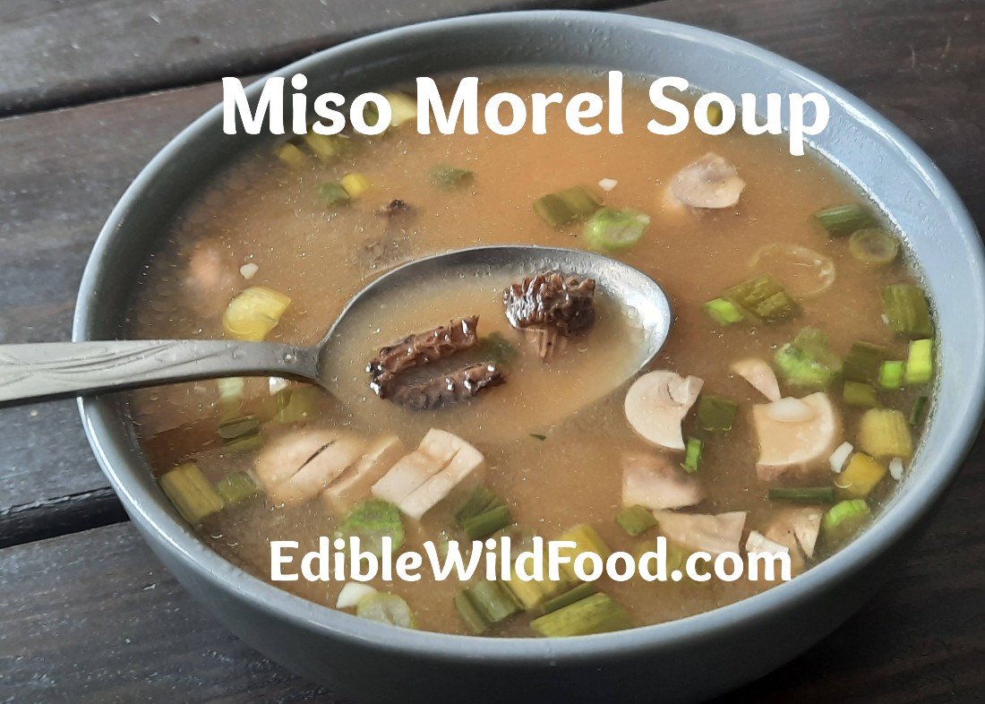 Have morels? Make this delicious soup!!!  ediblewildfood.com/miso-morel-sou…