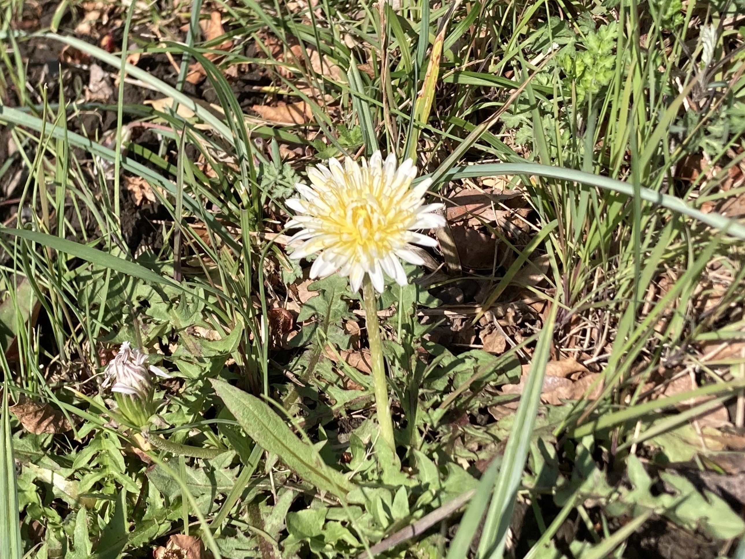 大きなタンポポ 不明タンポポ