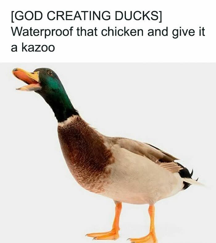 Neilfan12's tweet image. 🐓🦆 #God #Creating #Ducks 🦆🐓