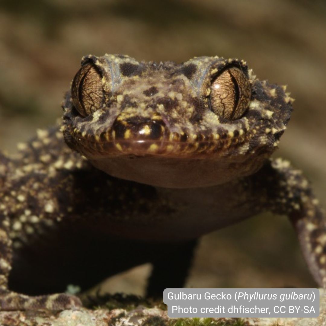 Atlas of Living Aust (@atlaslivingaust) on Twitter photo We're boosting rare species records! π¦π
Discover how the Atlas of Living Australia is teaming up with global partner, <a href="/GBIF/">GBIF @biodiversity.social/@gbif</a>, to uncover rare species records and adding new species, helping advance science and conservation! π±
Read more here: spr.ly/60130oJdl We're boosting rare species records! π¦π
Discover how the Atlas of Living Australia is teaming up with global partner, <a href="/GBIF/">GBIF @biodiversity.social/@gbif</a>, to uncover rare species records and adding new species, helping advance science and conservation! π±
Read more here: spr.ly/60130oJdl