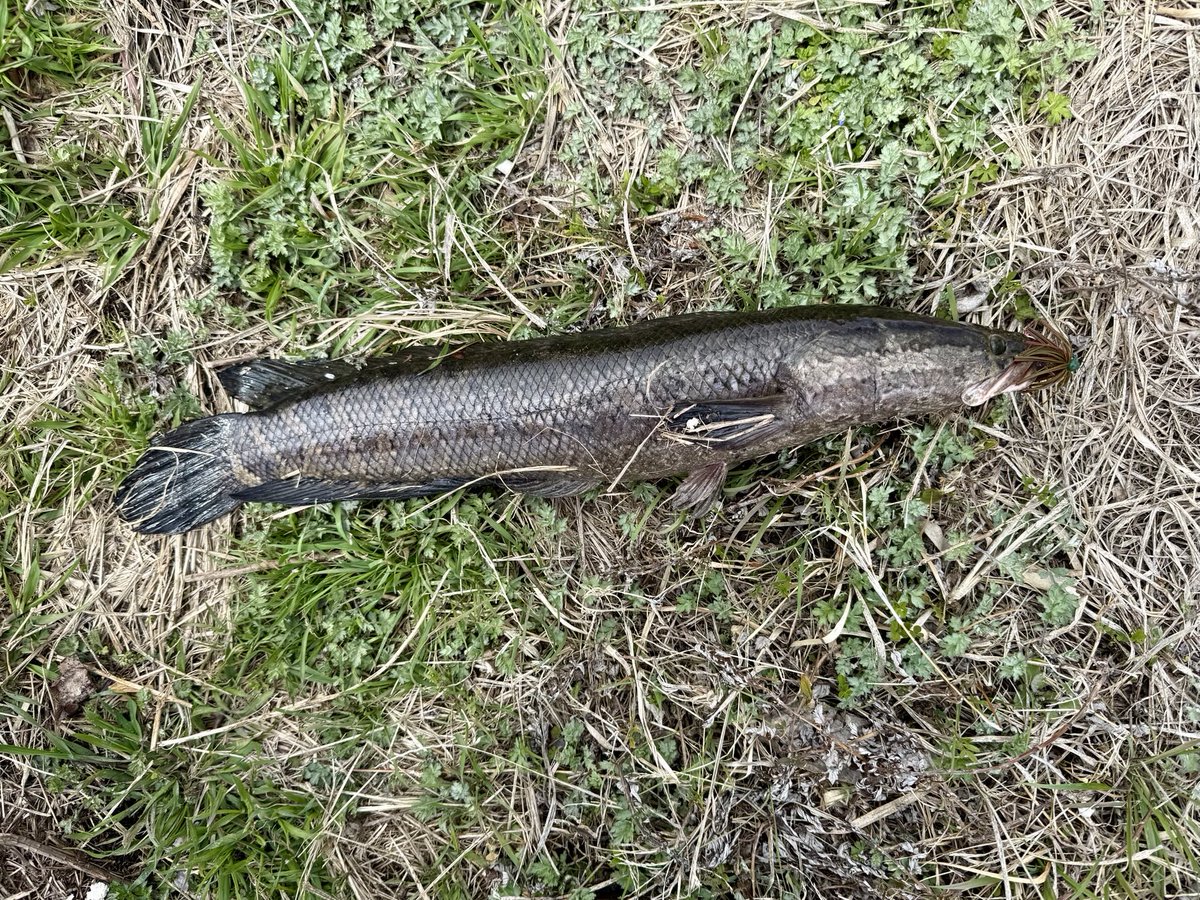 印旛沼水系
初バスではなくて初雷魚！
バスじゃないけど嬉しいねー😎