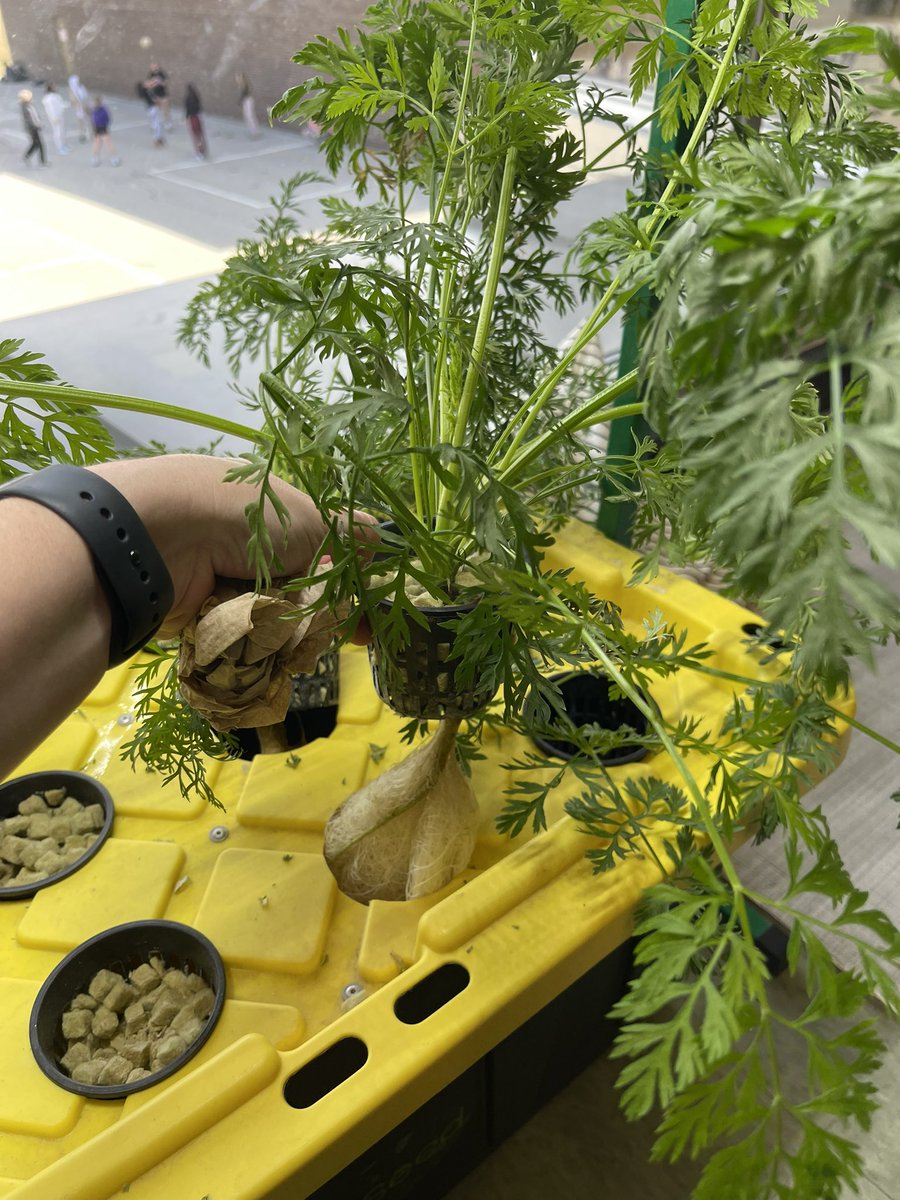 MsStevens_'s tweet photo. Students enjoyed eating the lettuce our class grew and can’t wait to try the carrots when they’re ready! @FRO_Bison https://t.co/KZaJIzWi0v