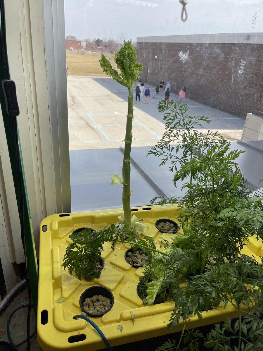 MsStevens_'s tweet photo. Students enjoyed eating the lettuce our class grew and can’t wait to try the carrots when they’re ready! @FRO_Bison https://t.co/KZaJIzWi0v