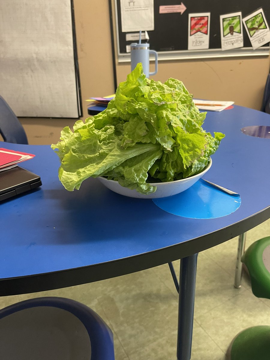 MsStevens_'s tweet photo. Students enjoyed eating the lettuce our class grew and can’t wait to try the carrots when they’re ready! @FRO_Bison https://t.co/KZaJIzWi0v