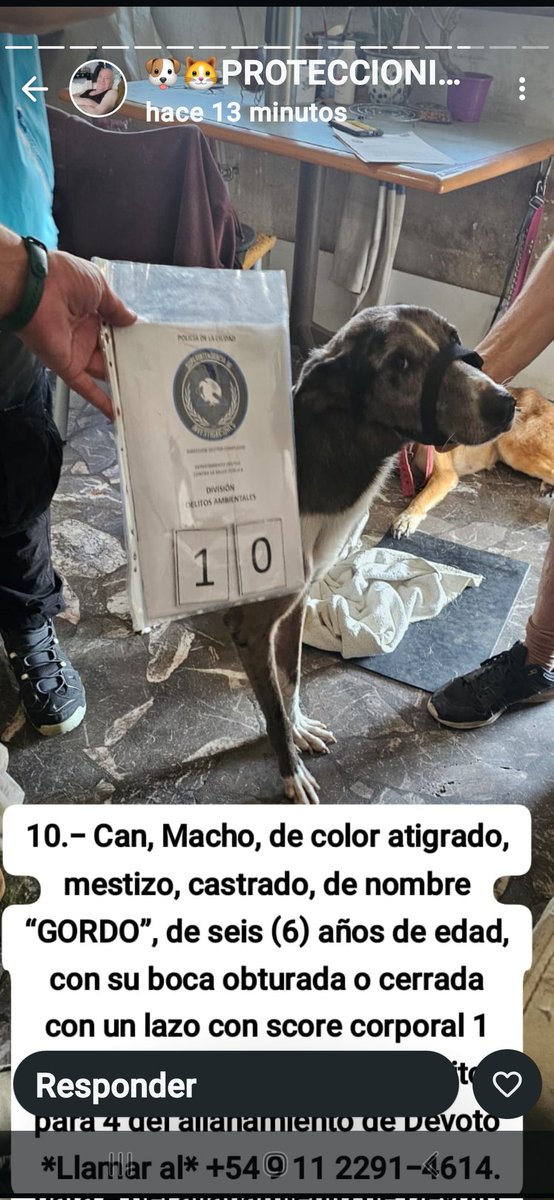 ❤️ADOPCIONES RESPONSABLES SIN ABANDONO Y SIN MALTRATO!!!