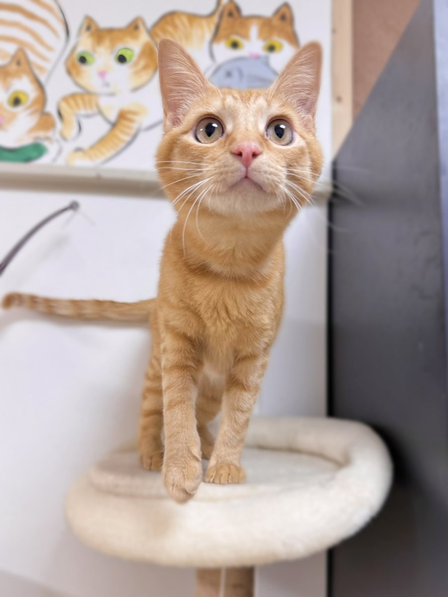 元野良猫チャチャさんのお家から@R_me_happylife むぎちゃ君が