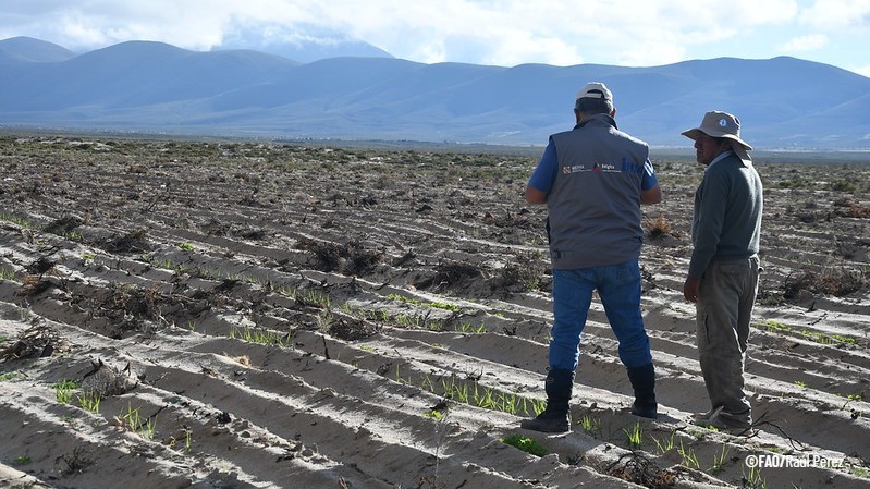 FAOBolivia's tweet photo. 📸En imágenes, conoce el proyecto que, a través de Acciones Anticipatorias, contribuyó a mitigar  impactos negativos de la sequía, protegiendo la seguridad alimentaria y los medios de vida de poblaciones vulnerable de Potosí y Oruro✅
@FAOemergencies 

↘️https://t.co/wTUwnsYkqu↙️ https://t.co/wfleWmZHgh