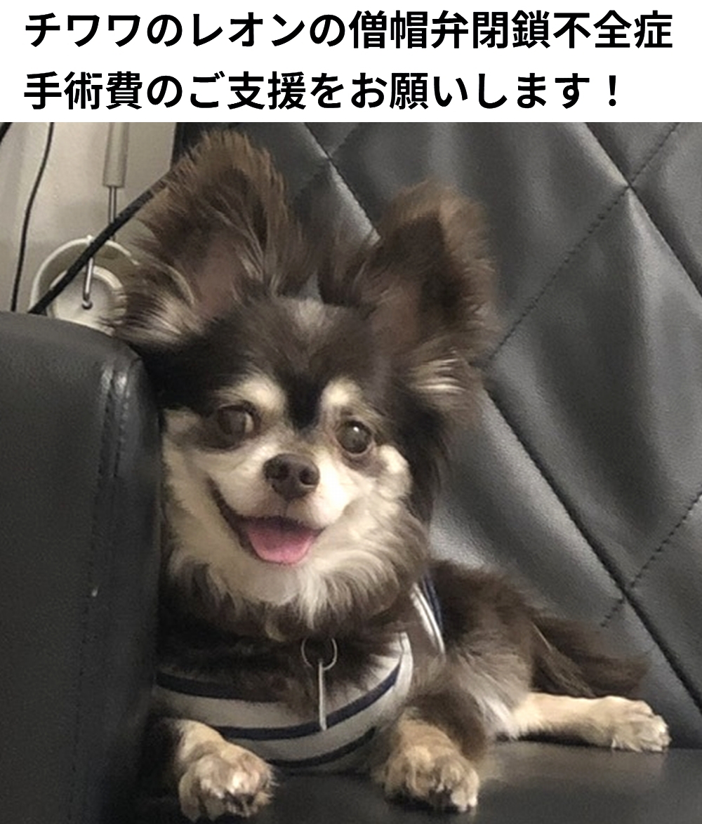 shu_ota2's tweet photo. 🆘#拡散希望🆘
レオン くん の 僧帽弁閉鎖不全症 手術費 のクラファンへの御協力お願いします🙇‍♂️
↓
https://t.co/fXWHU7rcHc

残り12時間10分切りました！
既に目標額に到達していますが、実際に発生する治療費は目標額を大きく超える見込みです。
ですので終了まで、ご支援宜しくお願い致します🙇‍♂️ https://t.co/2iOb9ITIWD