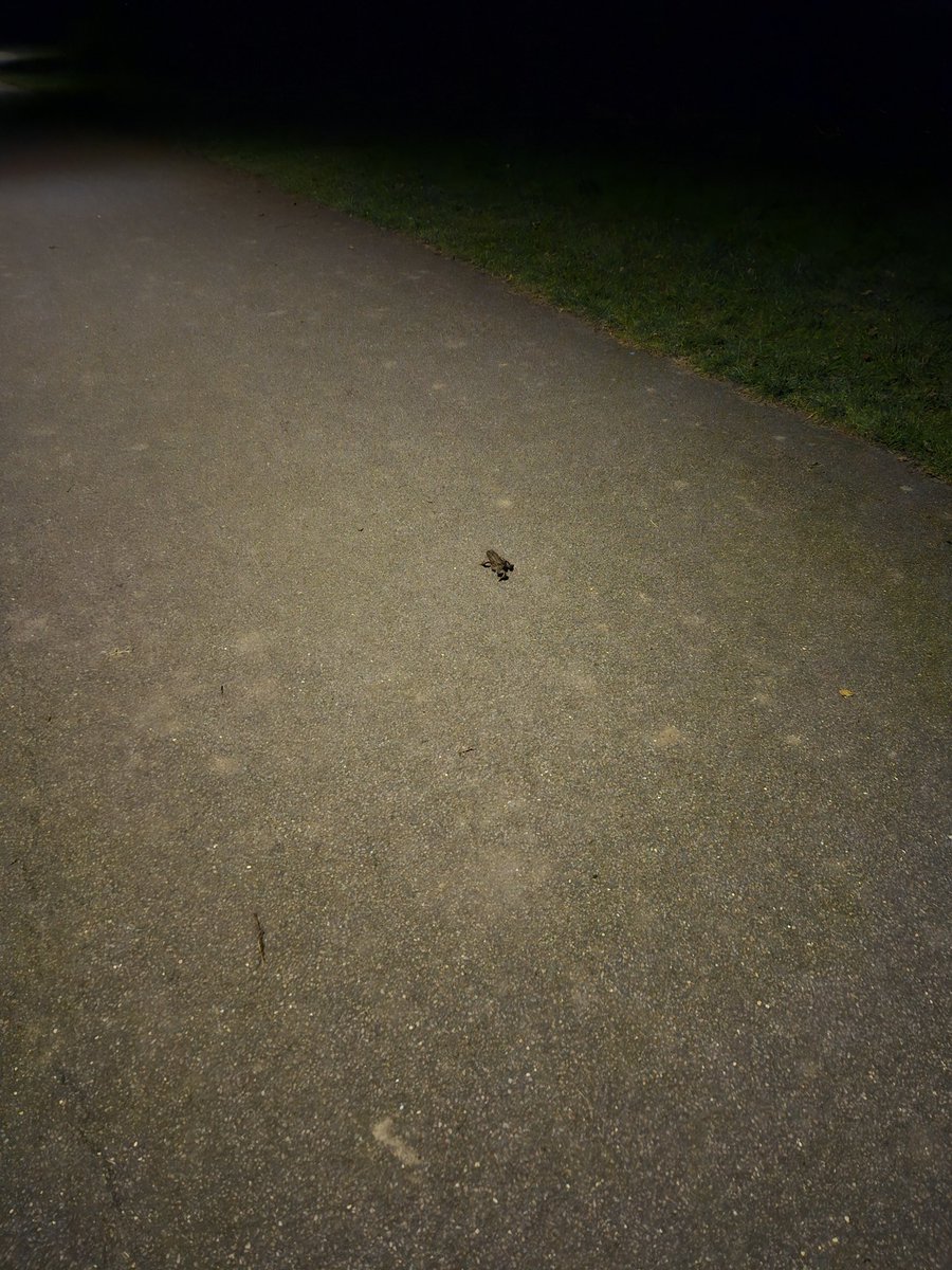 samcharacterlim's tweet image. Not sure where this little frog came from, nor why it was using the public footpath.