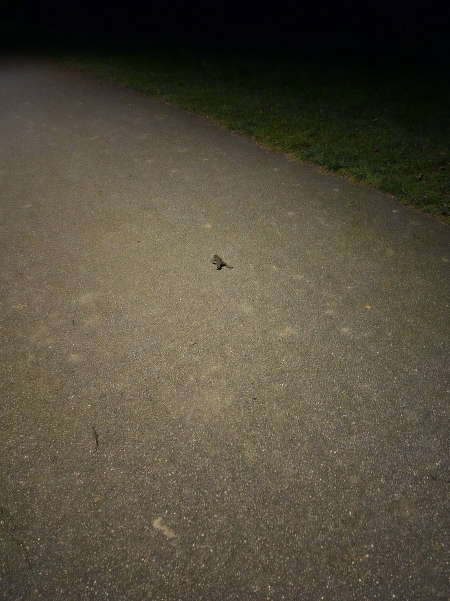 samcharacterlim's tweet image. Not sure where this little frog came from, nor why it was using the public footpath.