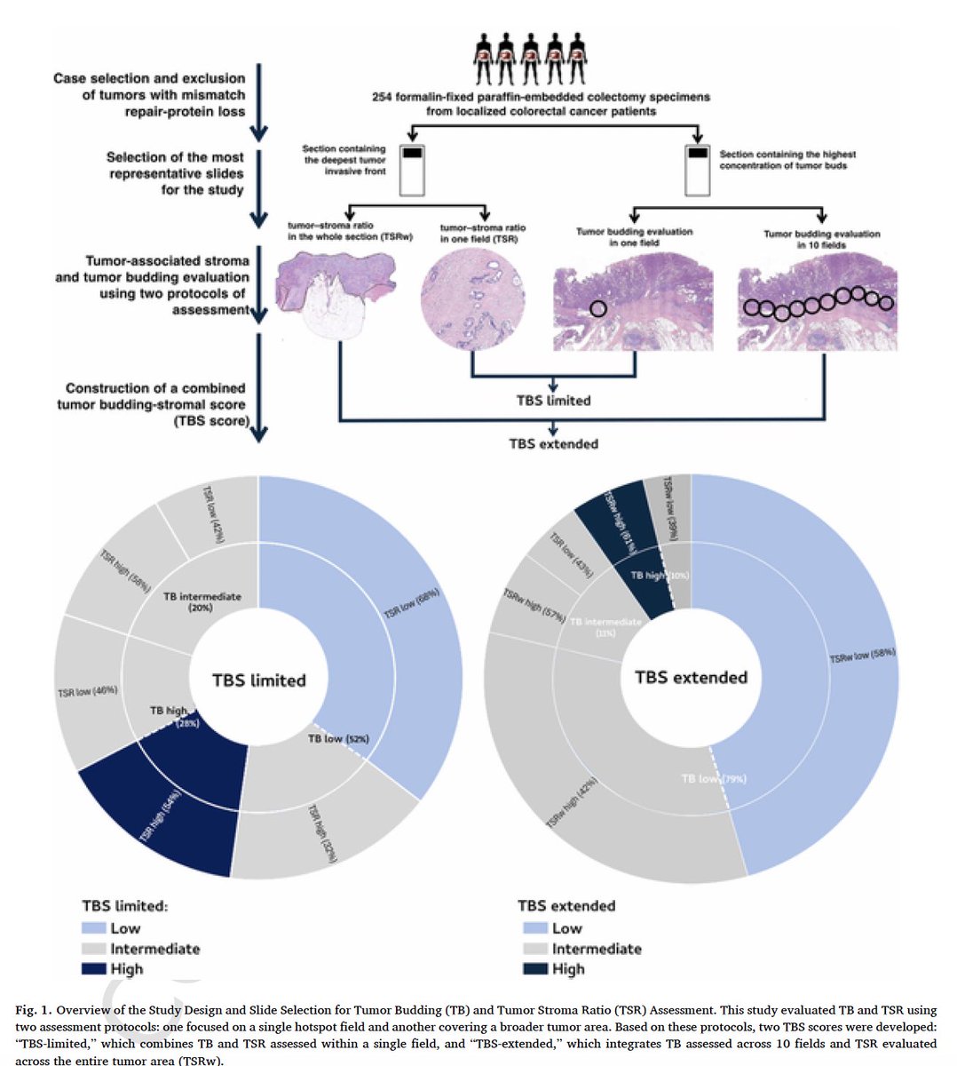 🚨 Our latest study led by <a href="/Carol_path/">Carola Mart-Ciarp</a> &amp; <a href="/BrendaPalomar2/">Brenda Palomar</a> introduces a tumor budding-stroma score to better predict risk in MSS-CC. 

🚀A step forward in personalized treatment! 

🔗 sciencedirect.com/science/articl…