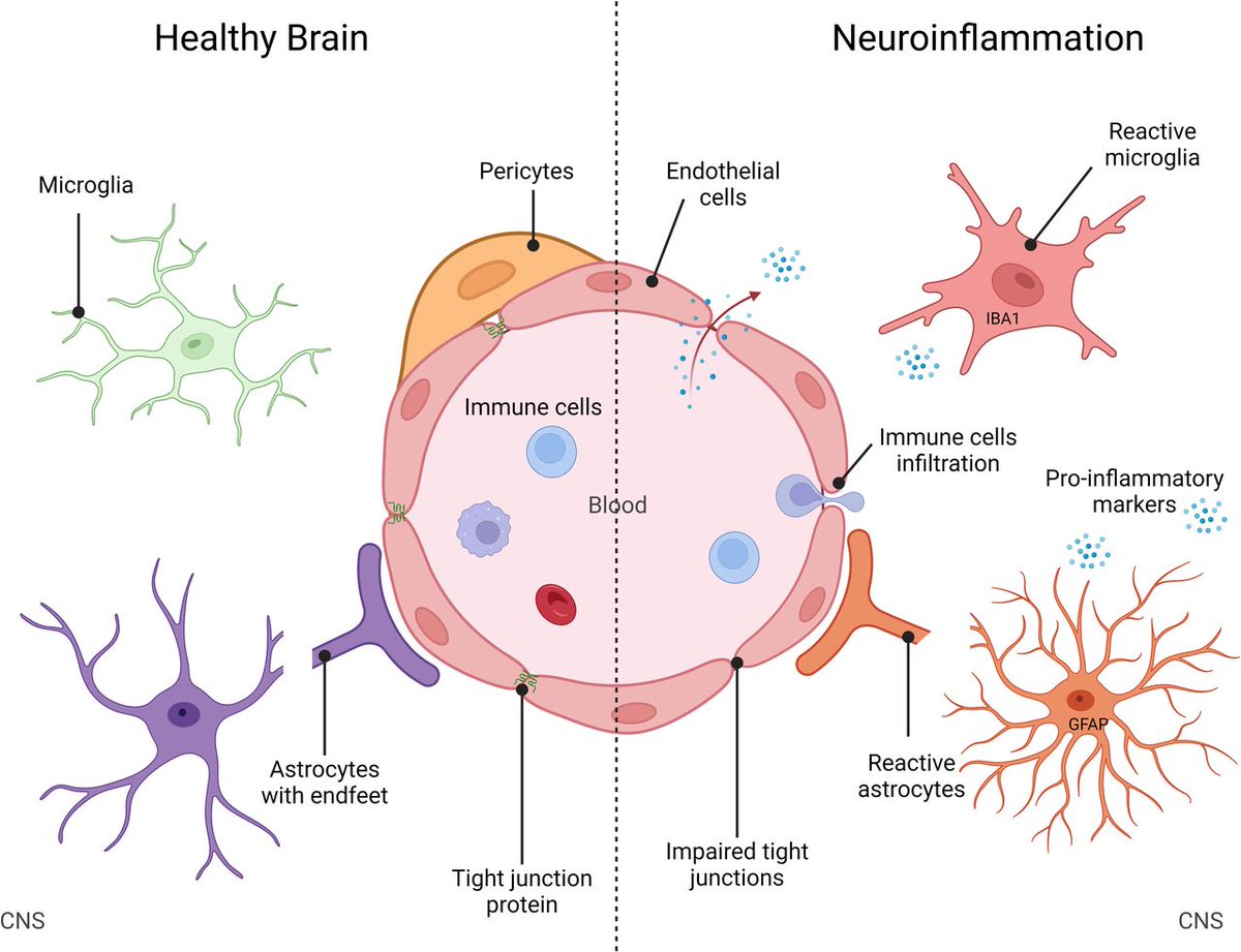 Gut_BMJ's tweet image. #GUTRecentAdvancesInBasicScience paper by @HuwartSabrina et al on 

"Gut microbiota-related neuroinflammation at the crossroad of food reward alterations: implications for eating disorders"

bit.ly/3QznzPS

@HedonicMicrobes #Microbiome #EatingDisorders #GUTOnline