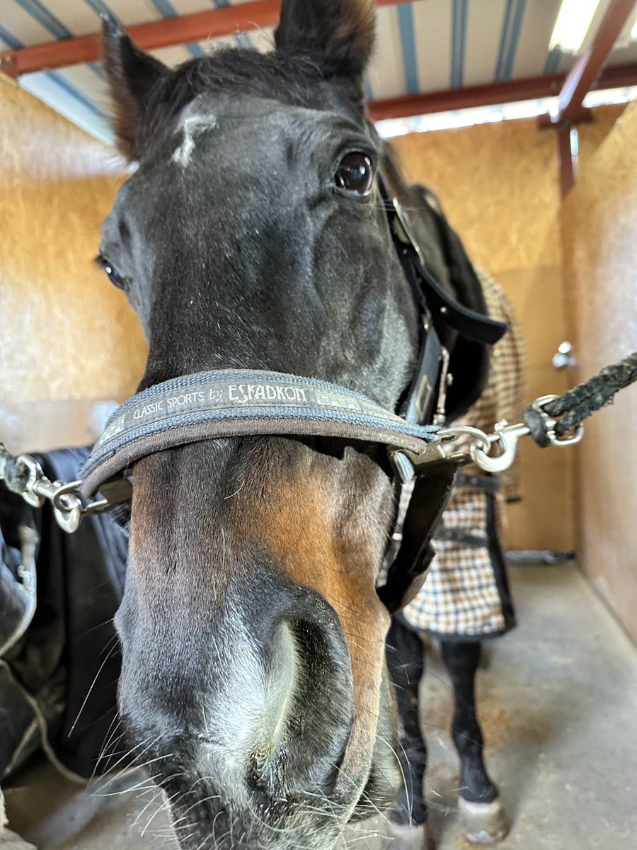 equestrian_team's tweet photo. 【訃報】
3月18日、ベガスが天国へと旅立ちました。真面目で優しい性格で、沢山の新入部員を支えてくれてくれました。多くの部員に見送られ、愛されたベガスが、天国でも幸せに暮らしてくれることを部員一同でお祈りしています。 https://t.co/NnZKjCySpo