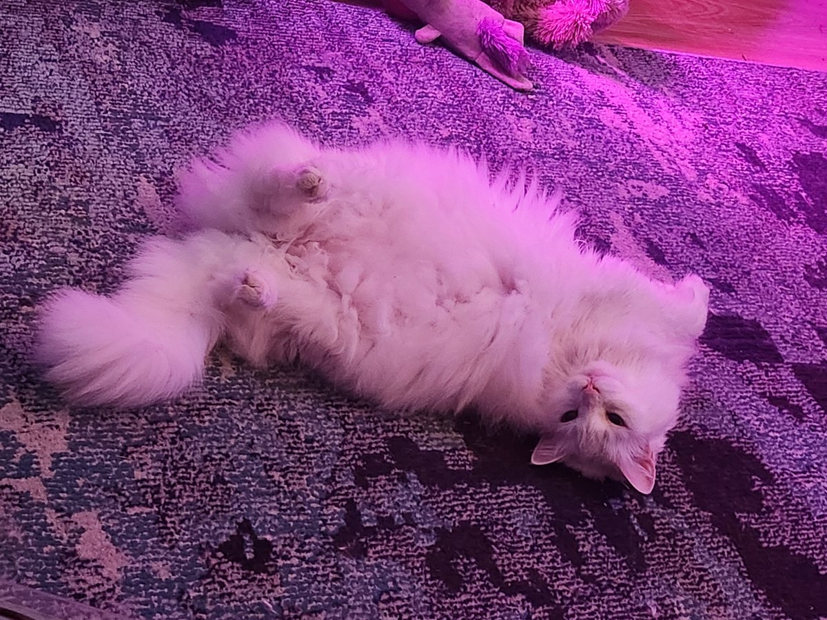gweijones's tweet photo. $LMEOW the return of the cat is near ✨️ https://t.co/Ewl7H37yeL