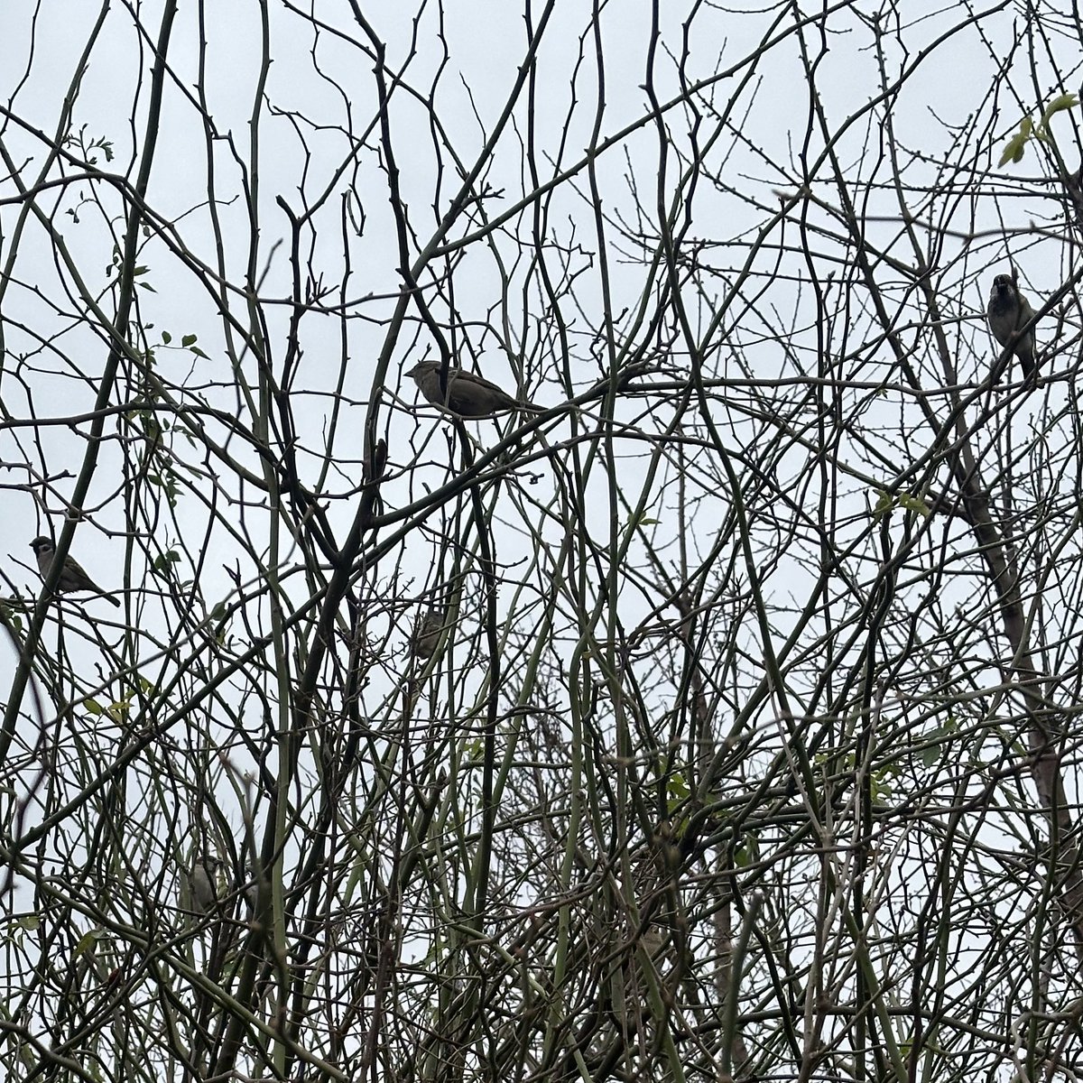 Heute ist #Weltspatzentag. In der Wildrose fühlen sich die frechen Piepmätze wohl. 
📸 Kleingarten