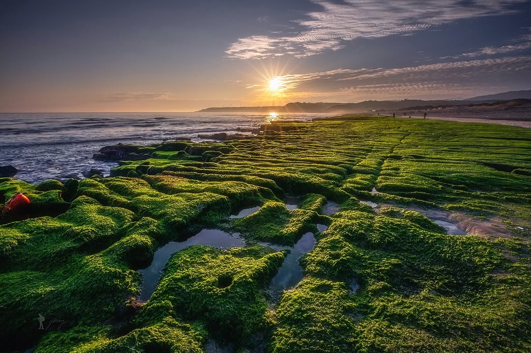 NewTaipeiGov's tweet photo. Every spring, coastal reefs in #Shimen District transforms as vibrant green algae blanket the rocks, creating a stunning emerald carpet and a one-of-a-kind green reef landscape.🌊#mustvisit
📷ig@jerry1217922
⚠️Please admire from a distance, do not enter or trample. https://t.co/40Fglum6aq