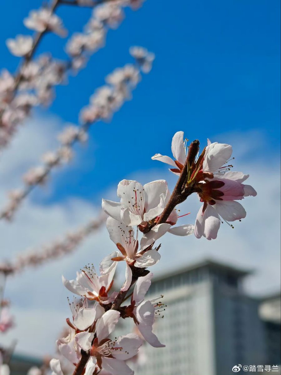 Helentian1013's tweet photo. 赏花 #flowers #Beijing https://t.co/gS0LztInir