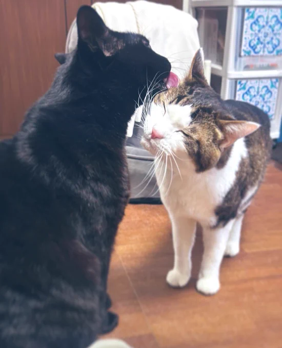 なかよし#猫のユーリ#黒猫ノマド 