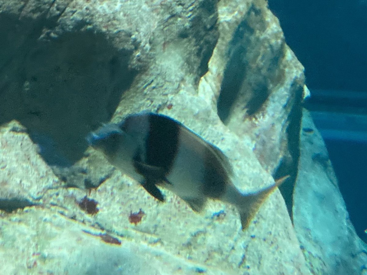 basabei's tweet image. 海遊館にてマグパイモルウォング
一度飼育してみたい魚
過去に数匹見かけた事ありますが、
こちらの受け入れ体制と合わずじまい。