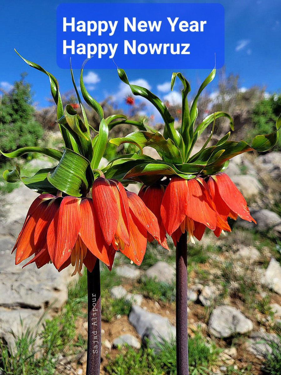 Dr. Sajad Alipour tweet media