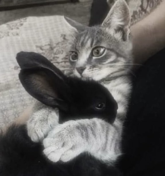 🐈‍⬛ tweet media