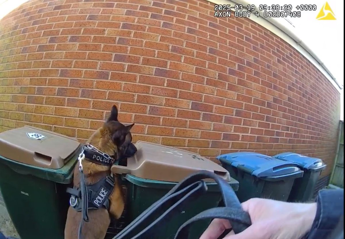 WMPDogs's tweet photo. Yesterday in Coventry, PD Zade was called in to find an offender that had escaped from officers into back gardens. 

He used his nose to show us the rubbish place he had ‘bin’ hiding the whole time…..and now he’s been wheeled off to police custody!

🧍‍♂️ 🗑️ …. 🐕 👮‍♂️ https://t.co/RlnWe11Zj4
