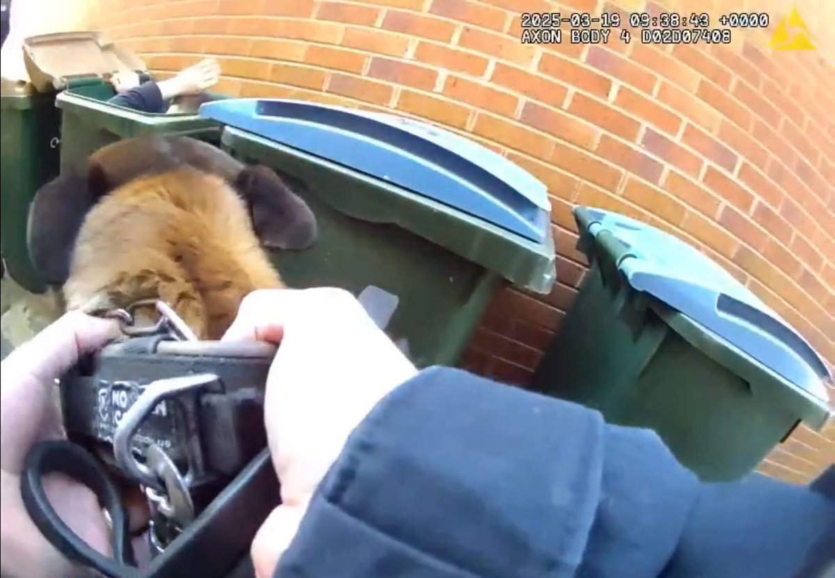 WMPDogs's tweet photo. Yesterday in Coventry, PD Zade was called in to find an offender that had escaped from officers into back gardens. 

He used his nose to show us the rubbish place he had ‘bin’ hiding the whole time…..and now he’s been wheeled off to police custody!

🧍‍♂️ 🗑️ …. 🐕 👮‍♂️ https://t.co/RlnWe11Zj4