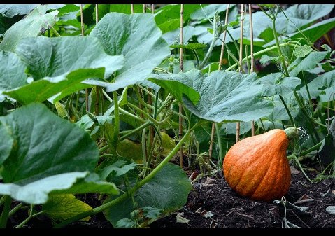 Jo_nzayisenga's tweet photo. With regular monitoring, farmers can detect early signs of #disease or #pest infestations and take corrective actions before these issues escalate. This leads to healthier #crops and #animals, reducing the need for extensive chemical treatments.

#BeyondTheFarm https://t.co/2oa38hG8aG