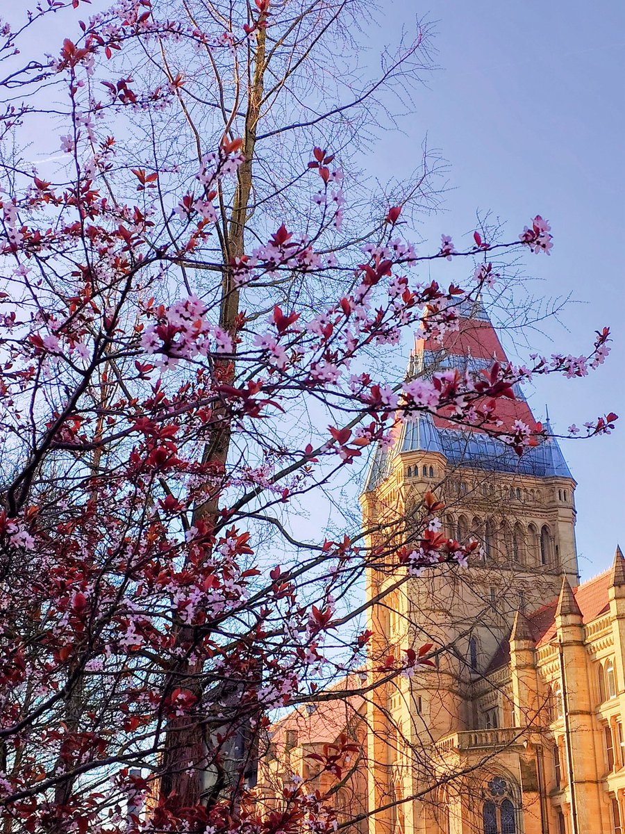 Blossom 🌸 The University of Manchester <a href="/OfficialUoM/">The University of Manchester</a> #UoM #Manchester