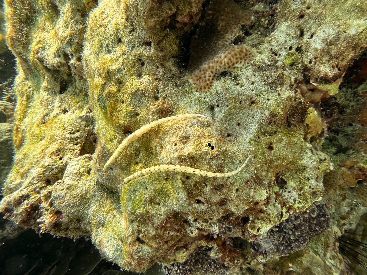 maybe another 4… lots of good pics of both coral and animals…