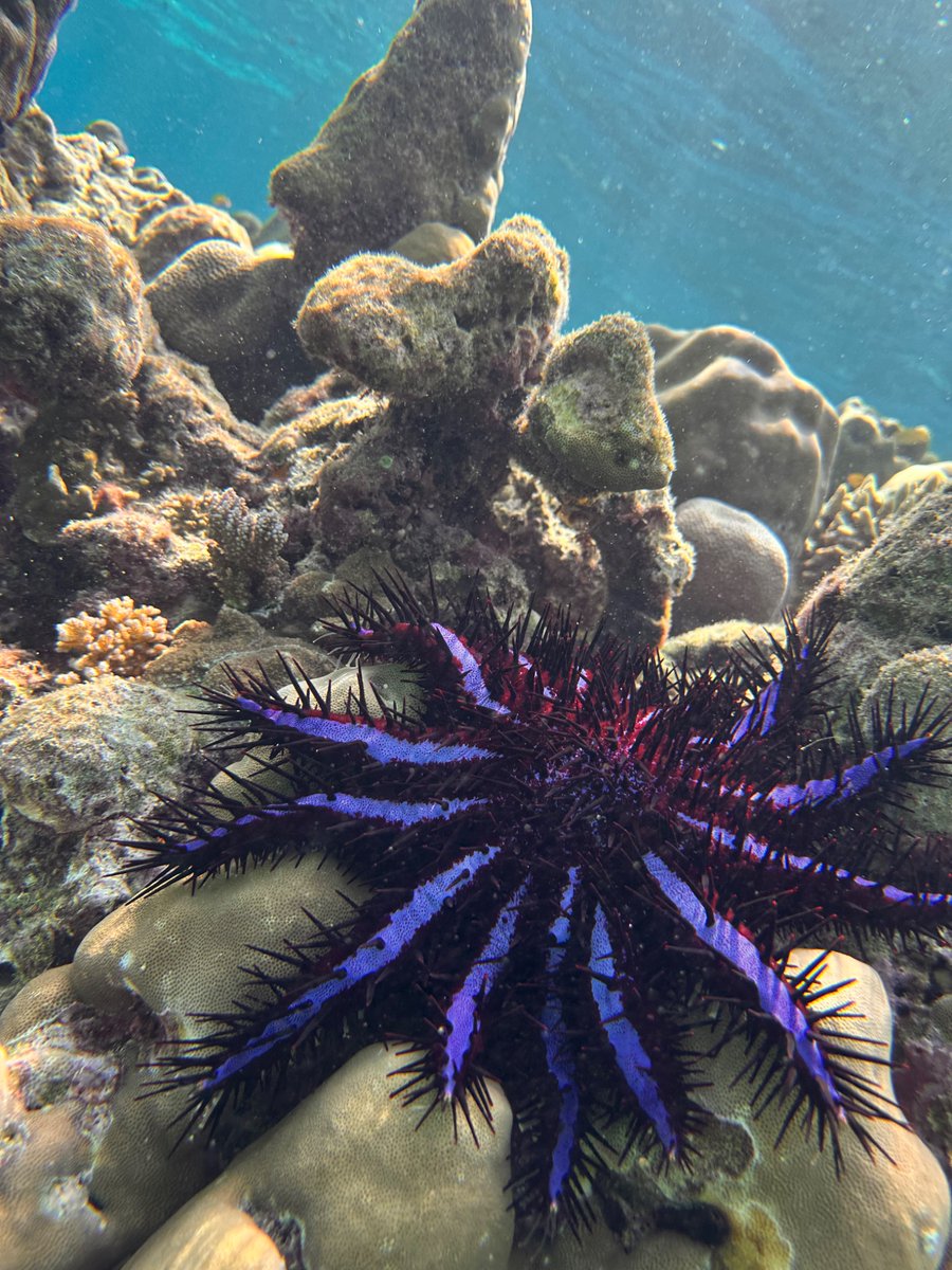 4 pics from snorkeling in Thailand
