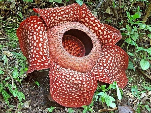 Beautifulenv's tweet photo. #uniqueflower This is the Rafflesia arnoldii, one of the most fascinating & unique flowers in the world. https://t.co/UZFyZTZoq0
