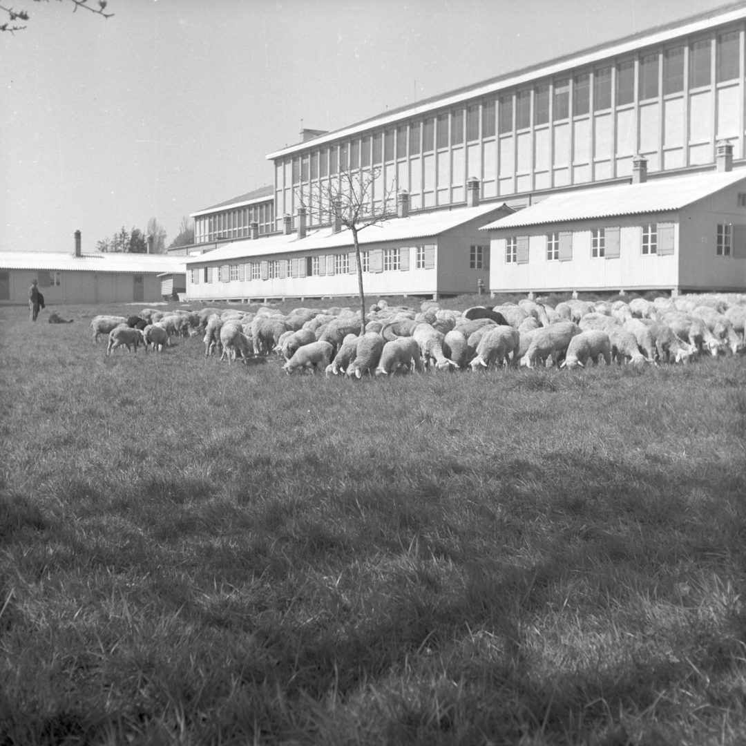 CERN's tweet photo. Spring is just around the corner 💐
This #ThrowbackThursday, we highlight a few unexpected moments during spring #AtCERN:
1️⃣ Neutron dose measurements (1966)
2️⃣ Greenhouse at CERN developed in association with local market gardeners, which studied whether the warm water used by CERN accelerators and experiments could be recycled to heat greenhouses (1983)
3️⃣ Sheep grazing around the CERN premisses in Geneva, Switzerland (1955)