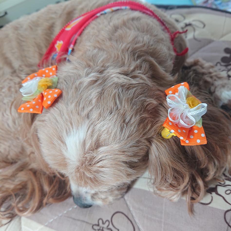 Cafe_lupines's tweet photo. 🎨**Interested in a family-friendly workshop?**👦👧🐶🐱
Create custom pens, keychains, or pet items like nameplates and ribbons together with your kids!💕
Open to kids from kindergarten age✨
DM or comment if you’re interested📩
#FamilyFun #WorkshopExperience #PetGoods #CafeEvent https://t.co/GKygZcG4n2