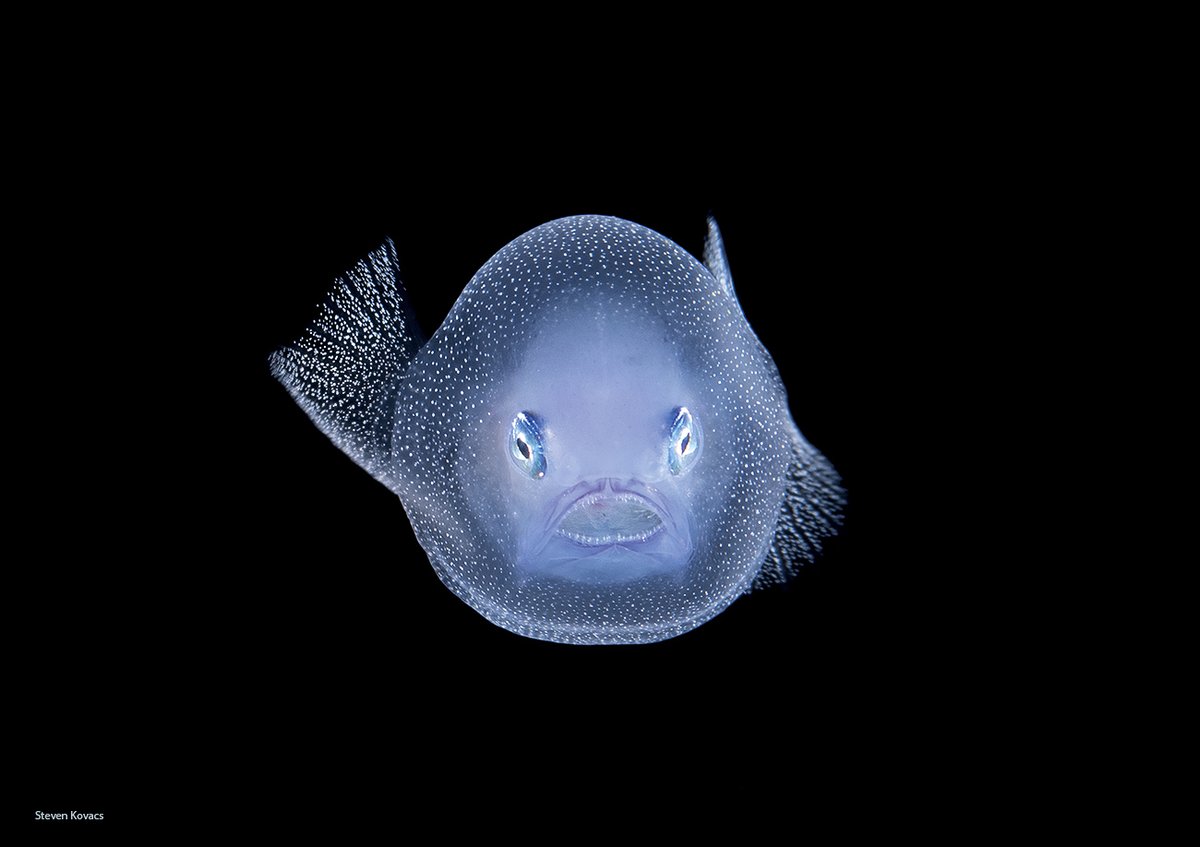 baby Whipnose Angler, Gigantactis vanhoeffeni, off Palm Beach, Florida. #ikelite