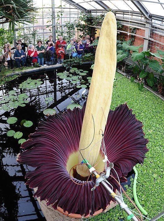 Naturepathway's tweet photo. **"A Rare Botanical Marvel"**
#CorpseFlowerBloom #BotanicalWonders #RareNature
This image of the blooming corpse flower (Amorphophallus titanum) captures a fascinating moment in nature. Its towering yellow spadix and maroon spathe make it a captivating centerpiece, surrounded by greenery and curious onlookers. 🌿✨