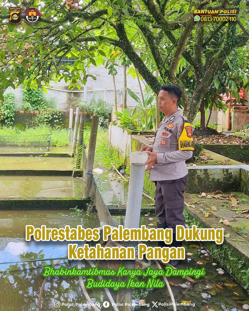 Polrestabes Palembang Dukung Ketahanan Pangan, Bhabinkamtibmas Karya Jaya Dampingi Budidaya Ikan Nila

Dalam upaya mendukung program Ketahanan Pangan &amp; Swasembada Pangan, Bhabinkamtibmas Kelurahan Karya Jaya, Bripka Suandi, melakukan pendampingan pada lahan perikanan
