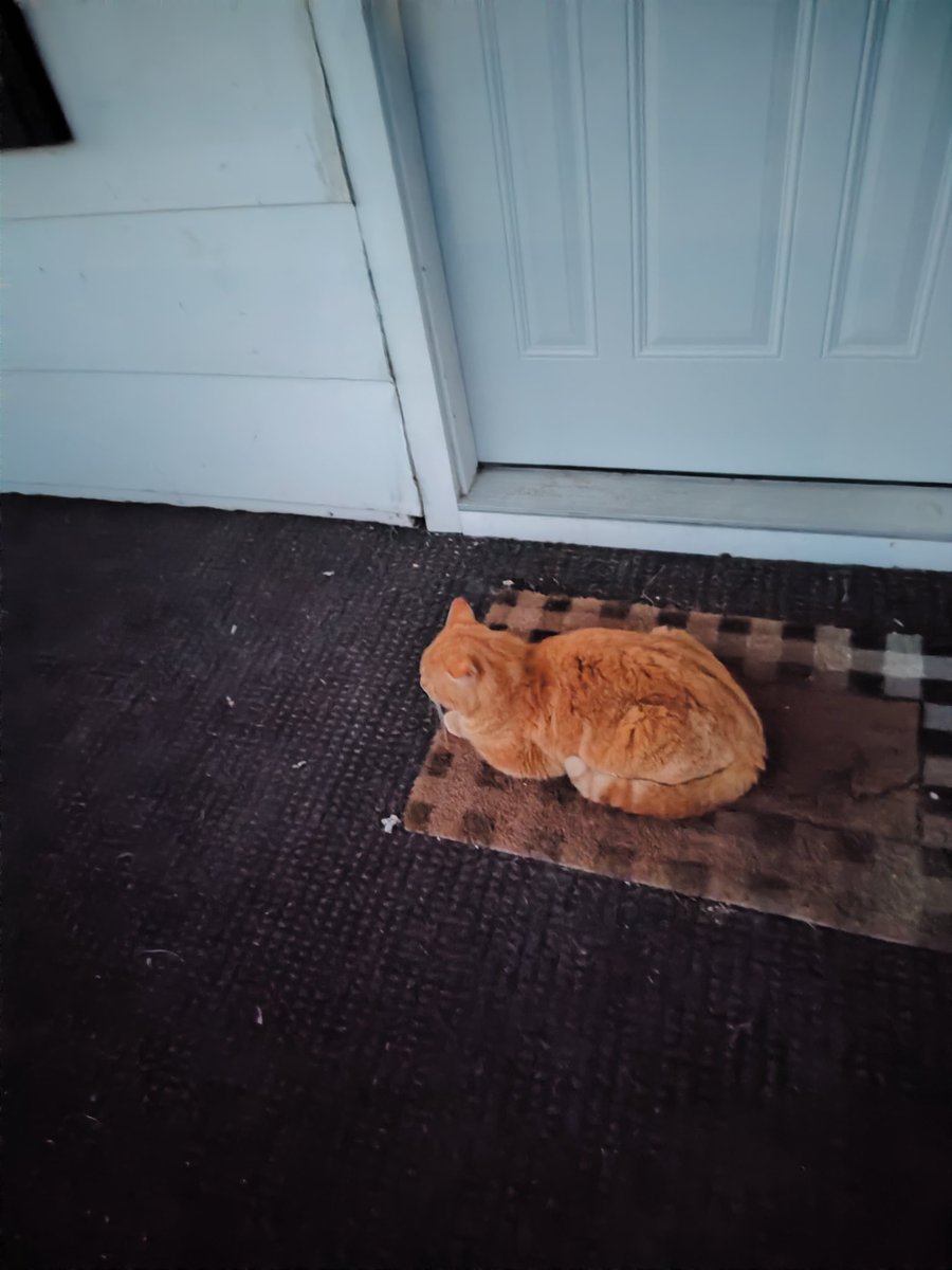 the house 2 doors down feeds the neighborhood strays.  One chills out for a few hours a day on my porch.  I have decided to call it Toast.  He can't come inside (I'm allergic) but he is welcome anyway.