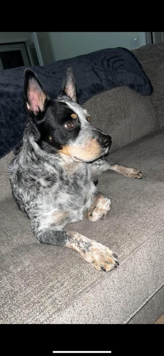 Christy68478277's tweet photo. @joeimel MISSING: Ozzie is missing from Mt. Olivet Road, right across from Emphram &amp; up the road from WEHS. Please let us know if you find him! Call 270-599-2633 or 270-779-5699. Thank you! 3/19/25 https://t.co/MNRTM0EfBF