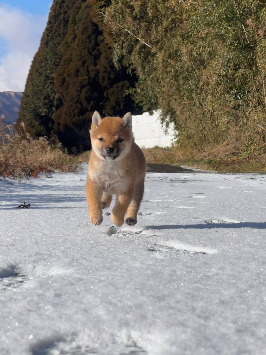 Sancoin_sol's tweet photo. Gm San☀️🐕

$SAN #Awooooo #shibainu #柴犬 https://t.co/8fmH2AQlMf