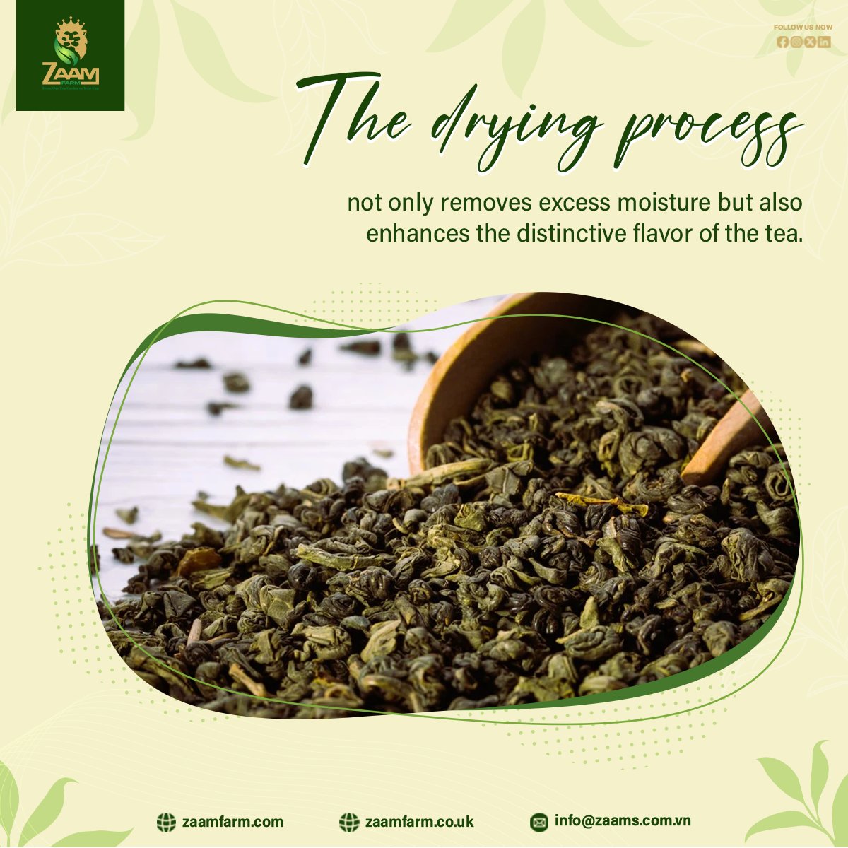 The drying process is not just the final step in tea production—it plays a crucial role in determining the quality and flavor of the tea.

#zaamfarm #kabulchai #greentea #TeaProduction #QualityControl #GreenTea #TeaIndustry #Sustainability #TeaProcessing