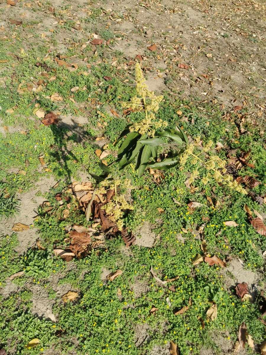 Found these young mango trees at Rajghat overburdened with flowers! What was the hurry, bro?