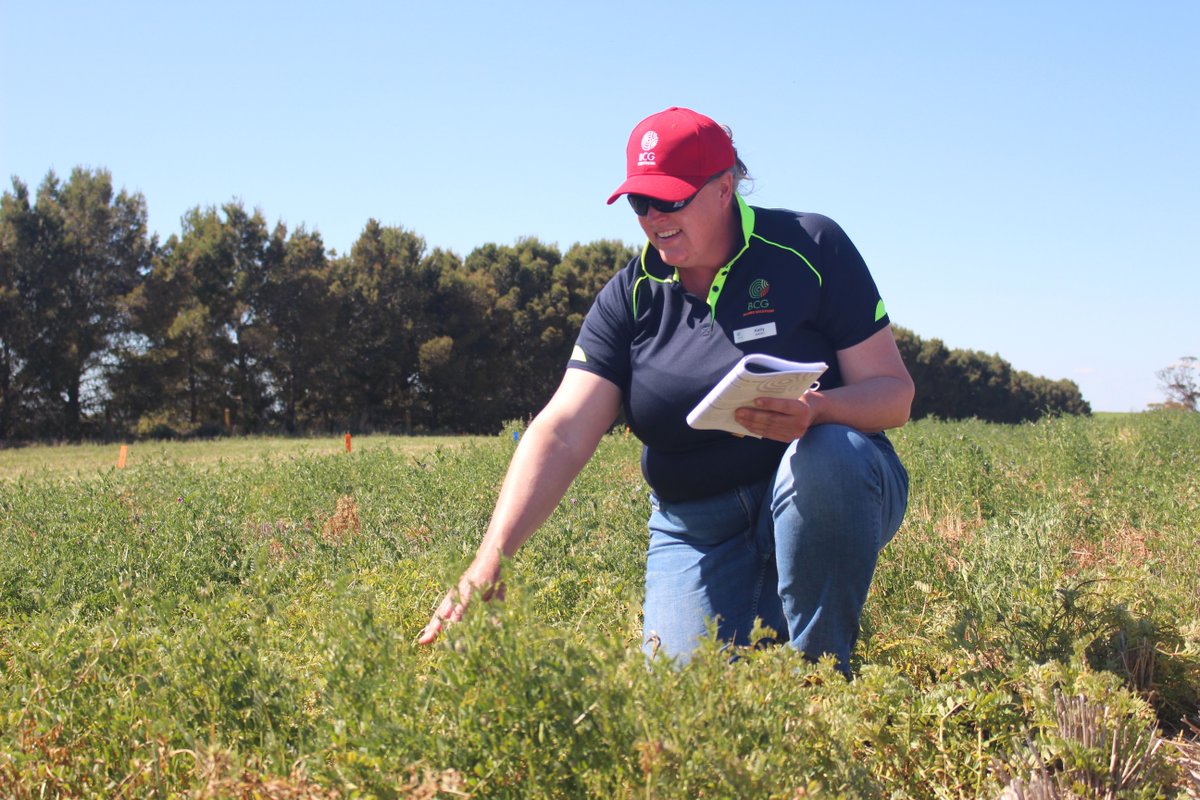 Birchip Cropping Group (BCG) (@bcg_birchip) on Twitter photo As we head into sowing 2025, growers are considering how to maximise germination & establishment. Kelly Angel presented a webinar on seed quality & the implications for sowing with <a href="/GRDCSouth/">GRDC South</a> - watch it here: buff.ly/CEwNuLX As we head into sowing 2025, growers are considering how to maximise germination & establishment. Kelly Angel presented a webinar on seed quality & the implications for sowing with <a href="/GRDCSouth/">GRDC South</a> - watch it here: buff.ly/CEwNuLX