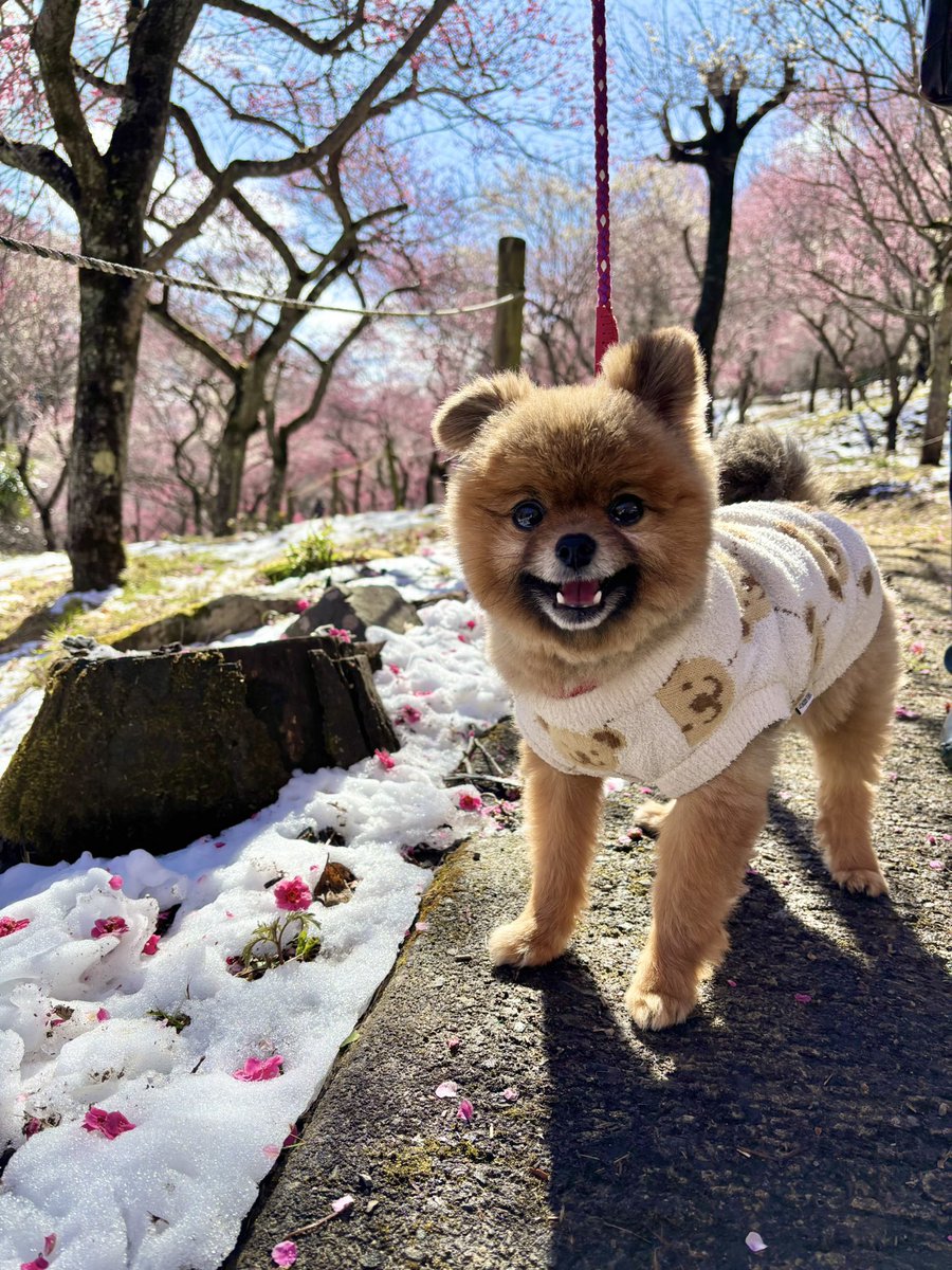 sora0625mama's tweet photo. 福寿草🌼と紅白梅🌸を見ながら
散策してきました🐾 https://t.co/tgKt6KbBZO