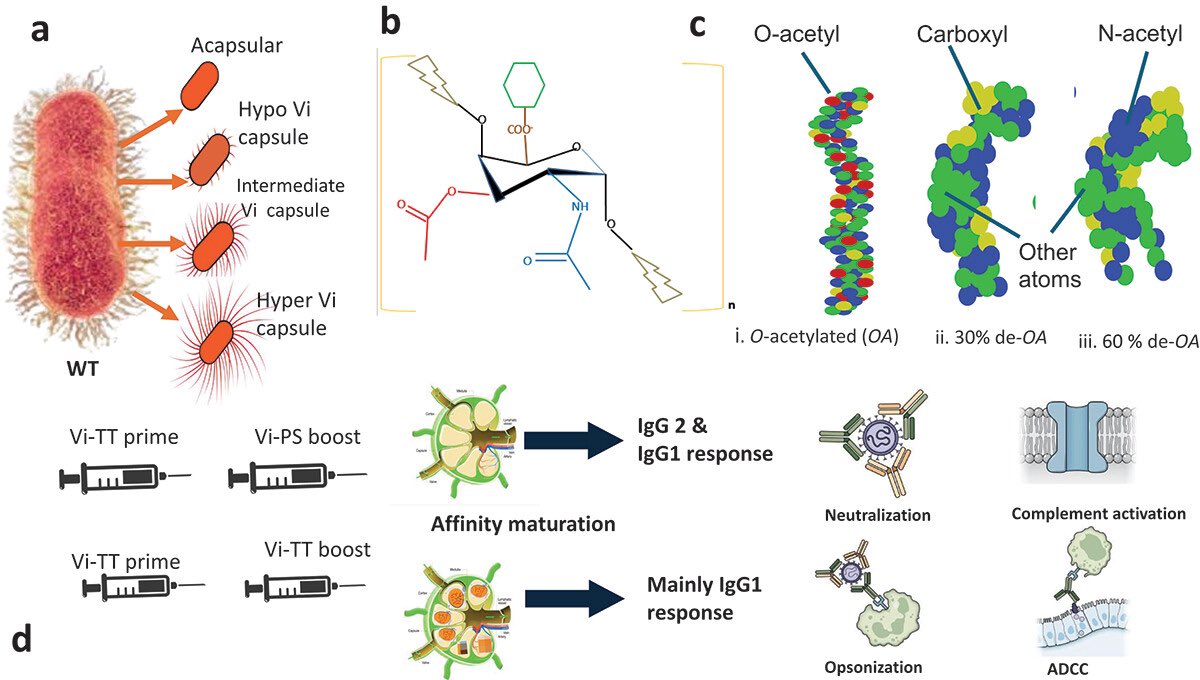 vipintukur's tweet image. The NEW review we wrote on Typhoid Conjugate Vaccines (TCVs) is now out in @ExpRevVaccines 

TCVs work, but it's too much to hope that a single dose would protect you against a disease that doesn't actually protect you against it for life. @dr_puneet 

tandfonline.com/doi/full/10.10…