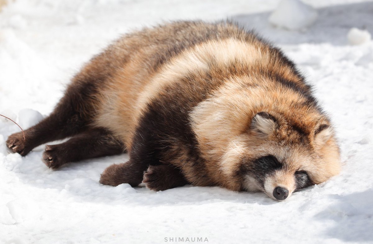 shimauma tweet media