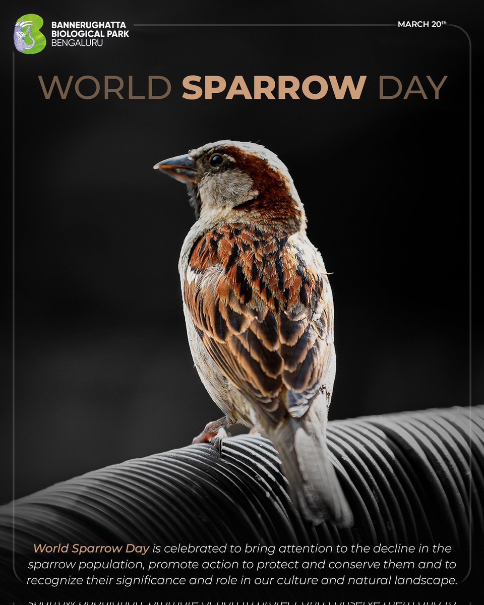 bannerghattazoo's tweet image. Chirping for a cause! Today is World Sparrow Day! Let's join forces to protect these tiny, mighty birds and their habitats. Every small action can make a big difference! #WorldSparrowDay #SparrowConservation #BirdsMatter #Bannerughattabiologicalpark